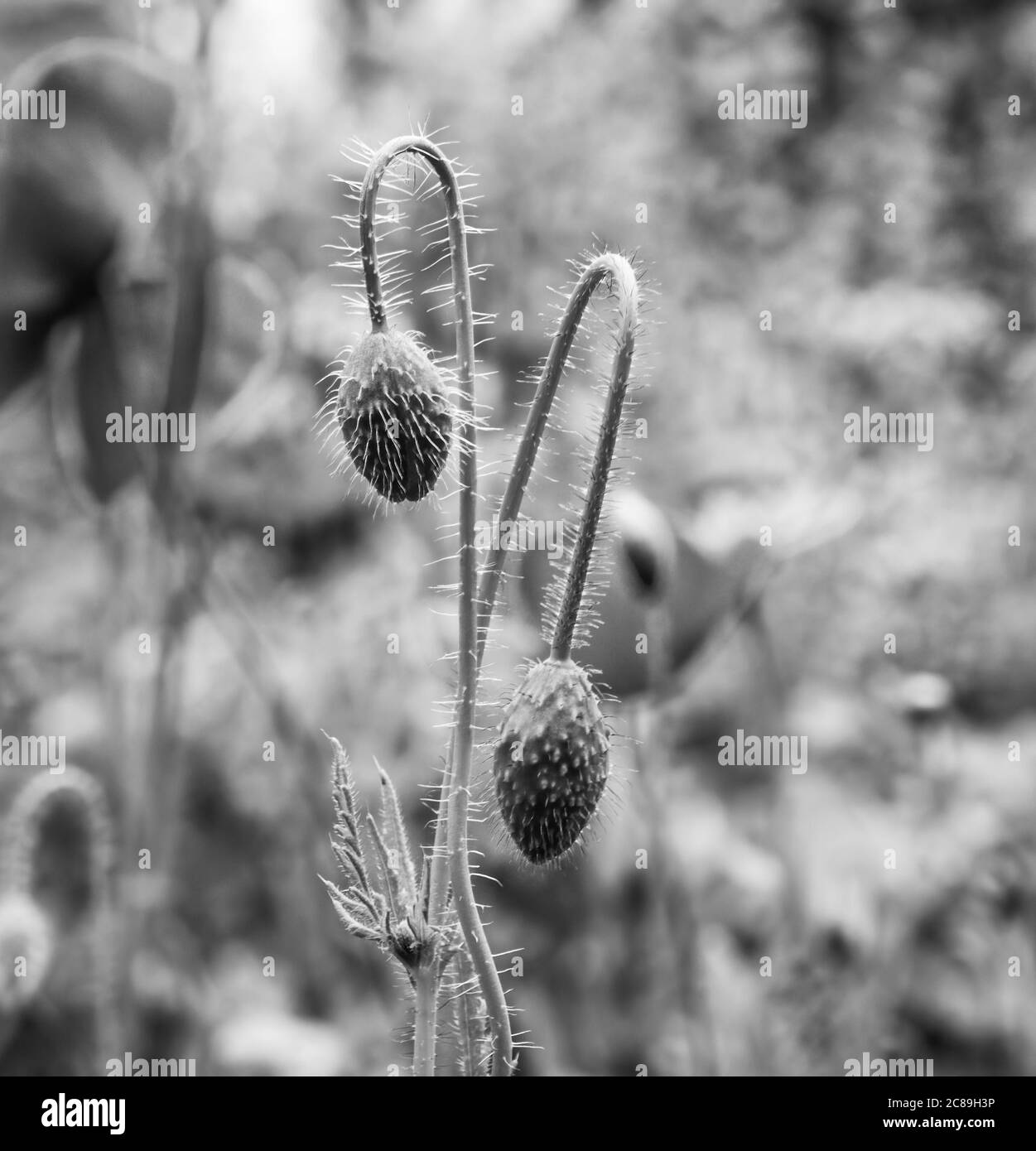 Papille papavero in bianco e nero Foto Stock