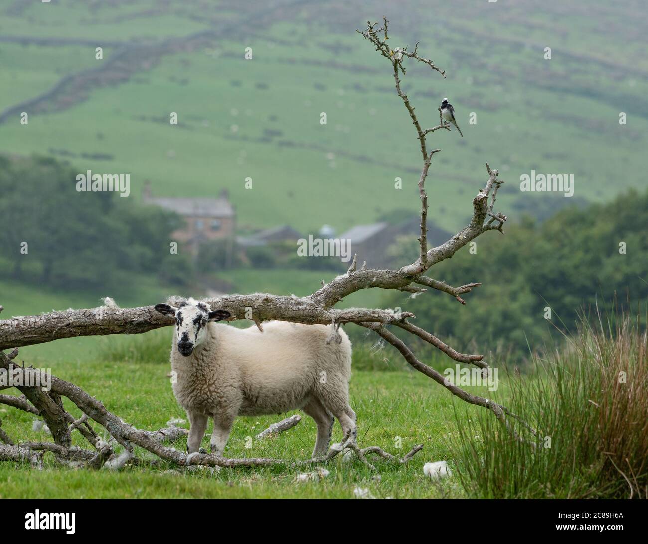Un pied Waggtail su un ramo e Mule agnello, Chipping, Preston, Lancashire, UK Foto Stock
