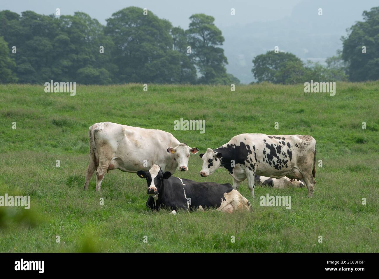 Vacche da latte Holstein in un campo, Chipping, Preston, Lancashire. REGNO UNITO. Foto Stock