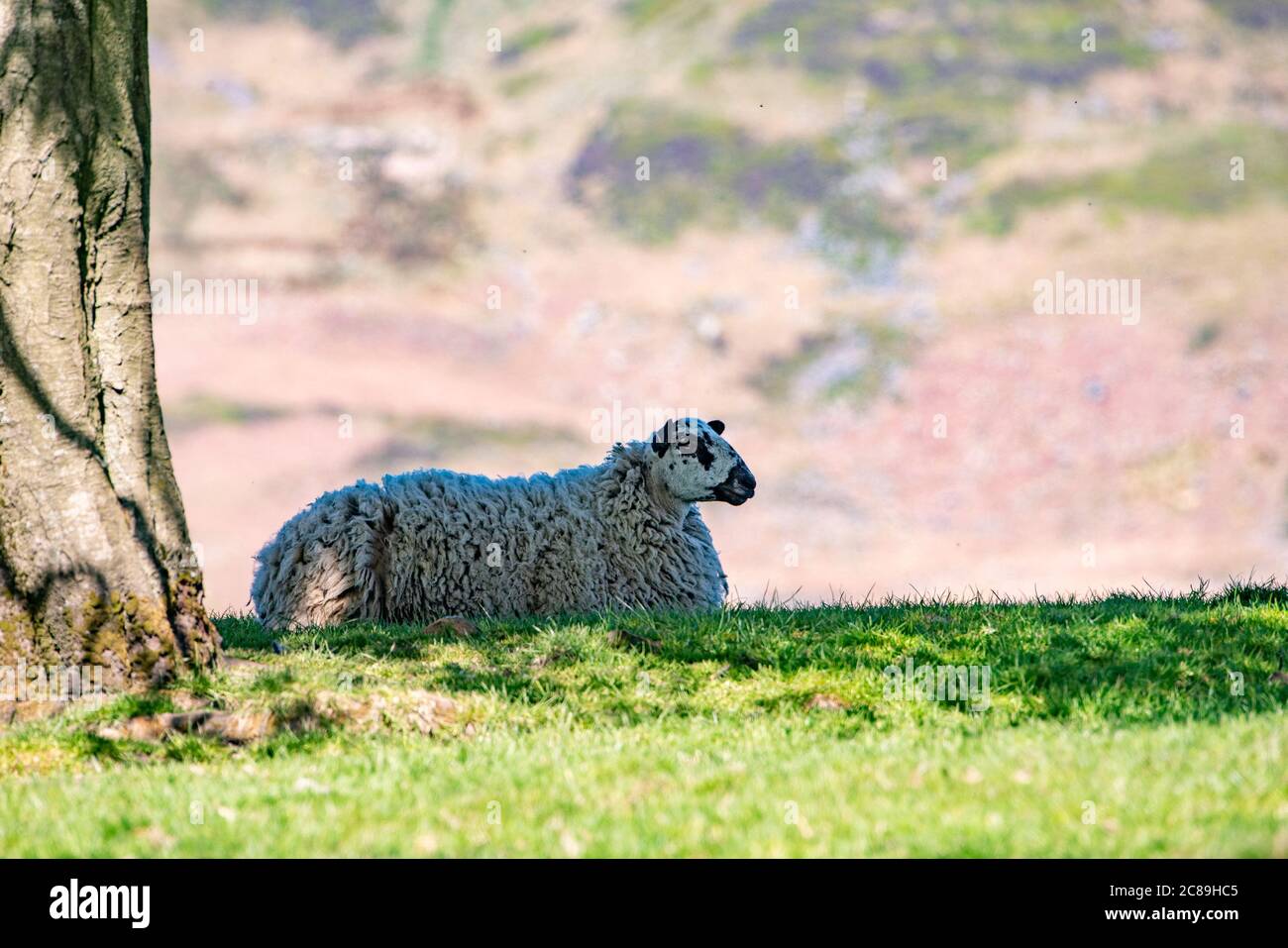 Un Mule pecora che giace in un campo d'erba, Chipping, Preston, Lancashire. REGNO UNITO. Foto Stock