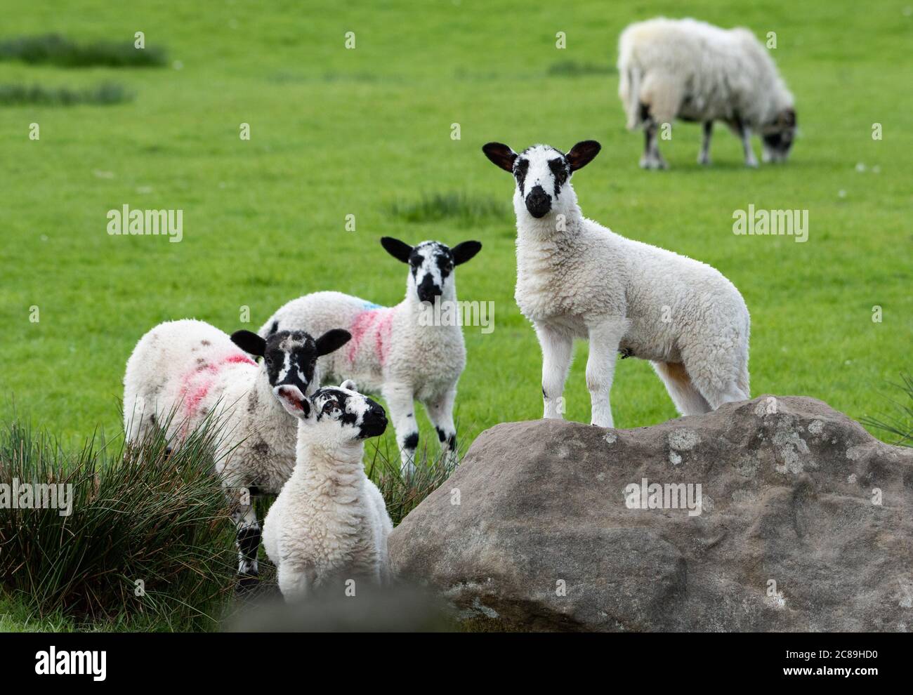 Agnelli godendo un altro giorno bello in alcuni dei migliori tempo per lambing mai a Chipping, Preston, Lancashire. REGNO UNITO. Foto Stock