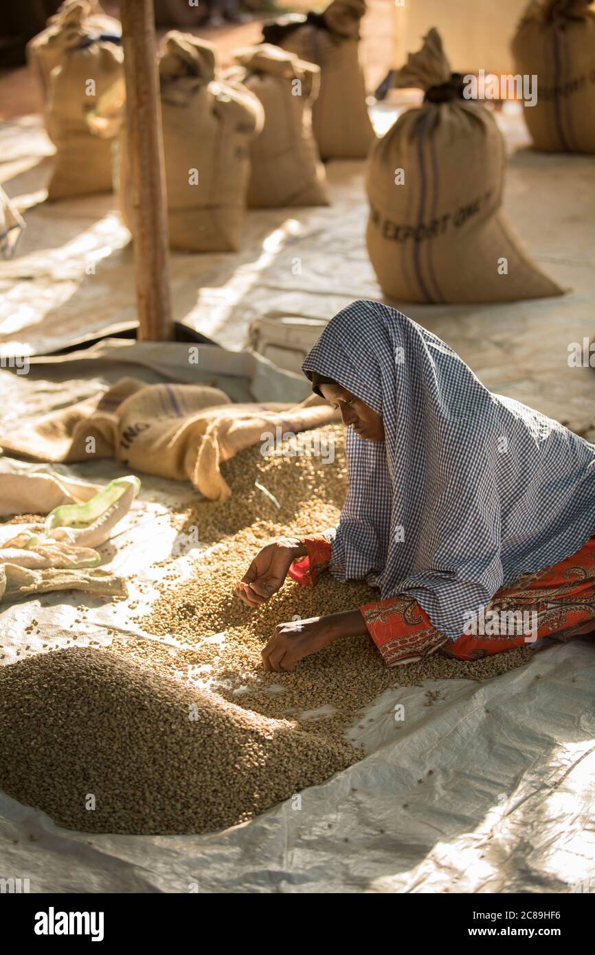 Una lavoratrice di qualità ordina a mano i chicchi di caffè in un magazzino cooperativo di coltivatori di caffè a Mbale, Uganda, Africa. Foto Stock