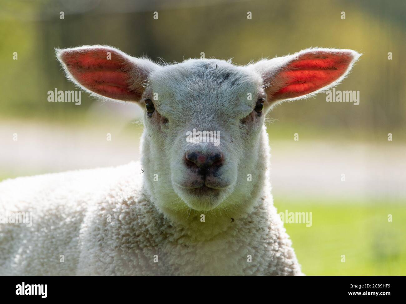 Primo piano di un agnello in un campo di erba, Chipping, Preston, Lancashire, Regno Unito Foto Stock