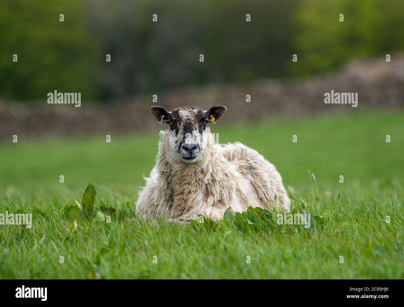 Un Mule pecora che giace in un campo d'erba, Chipping, Preston, Lancashire. REGNO UNITO. Foto Stock