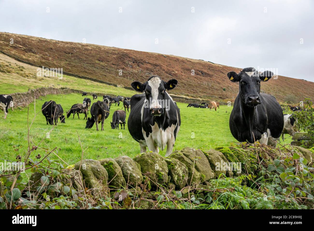 Mucche da latte che si affaccia su un muro di pietra, Macclesfield, Cheshire. Foto Stock