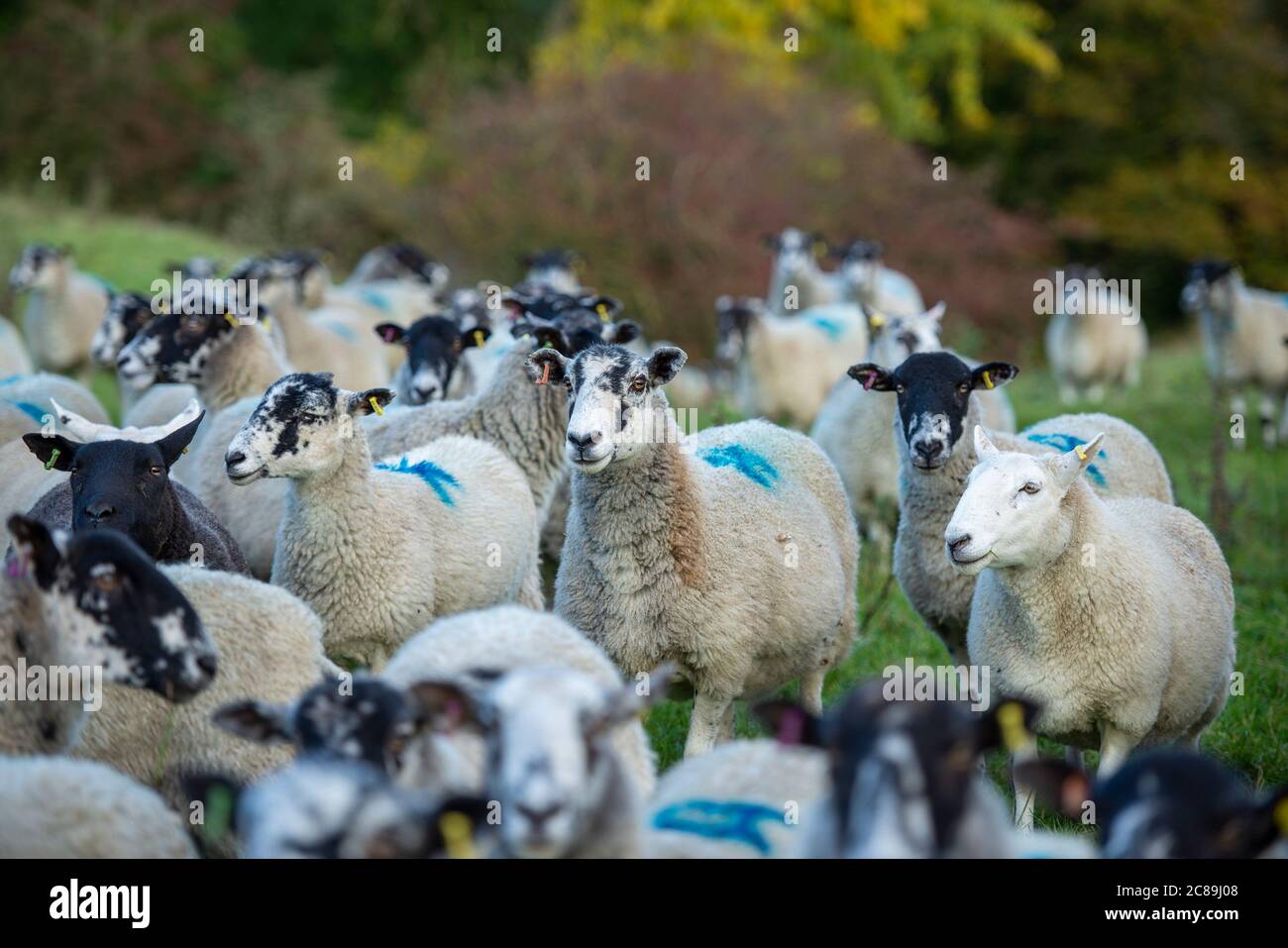 Mule ewes, Kirkby Stephen, Cumbria. Foto Stock