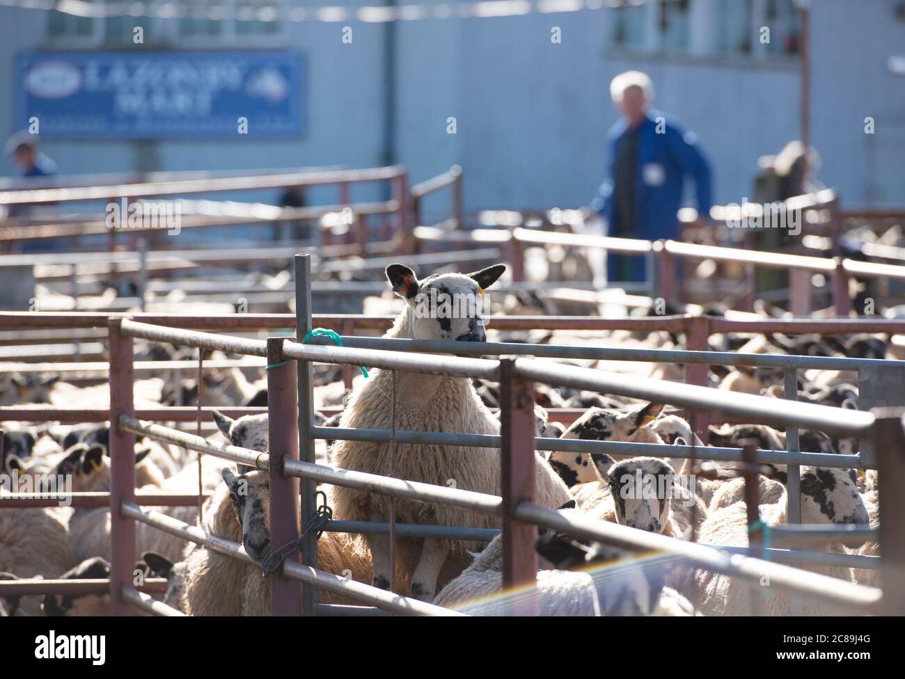 Vendita di pecore mule, Lazonby bestiame asta mercato, Lazonby, Cumbria. Foto Stock