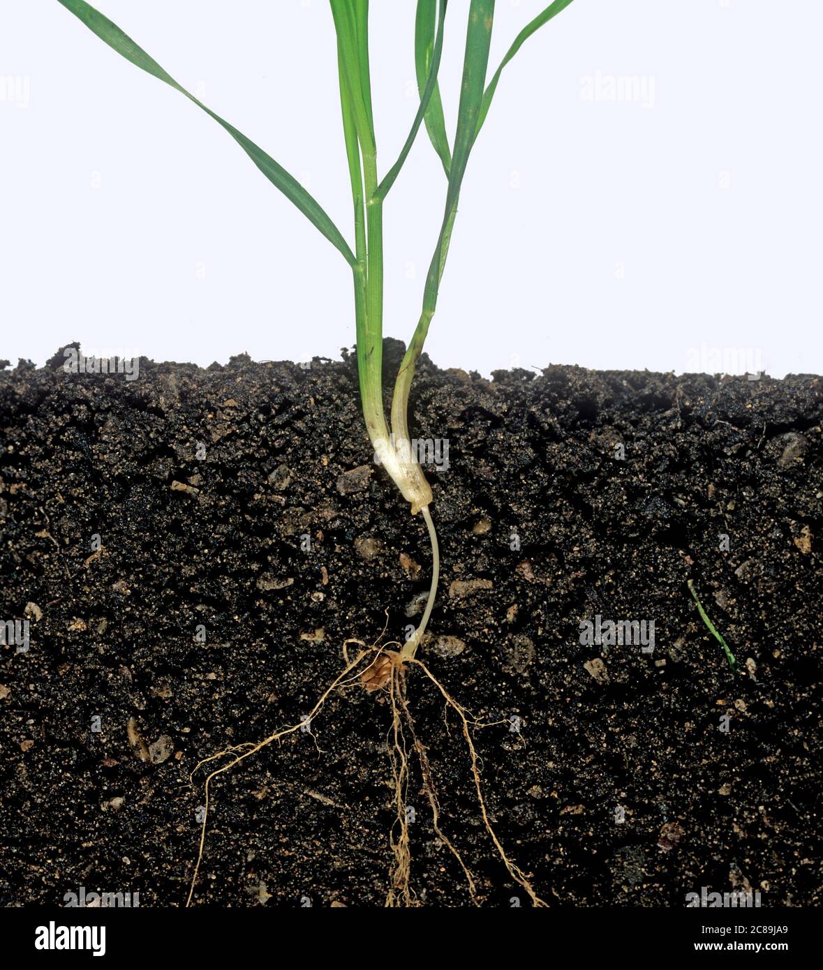 Fase di crescita di pianta di grano 21 con internode di sub-corona lungo con seme piantato profondo Foto Stock
