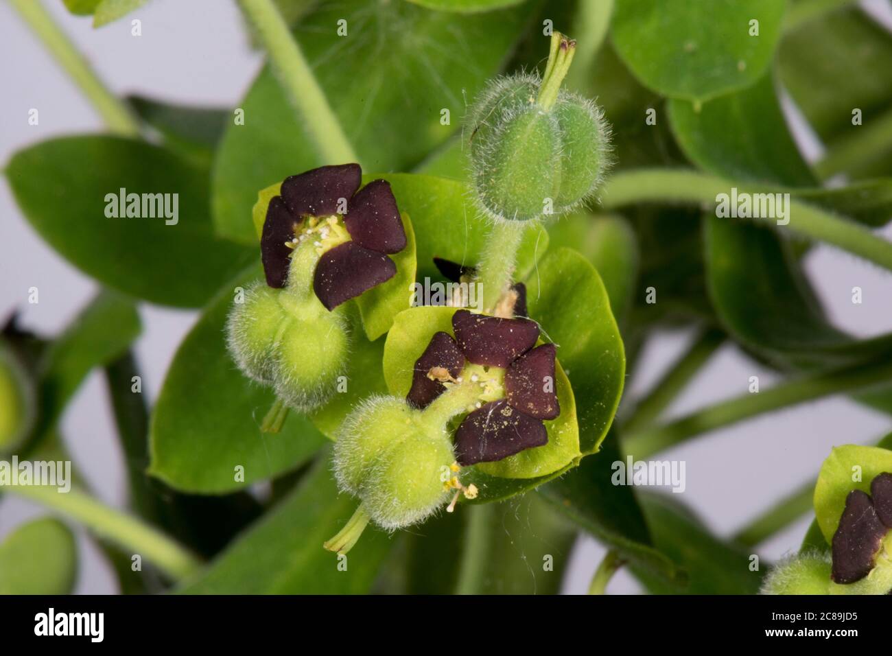 Euphorbia caratterizza i fiori 'Black Pearl' con ghiandole nettare di rosso scuro (nero), fiori verdi e semi in sviluppo Foto Stock