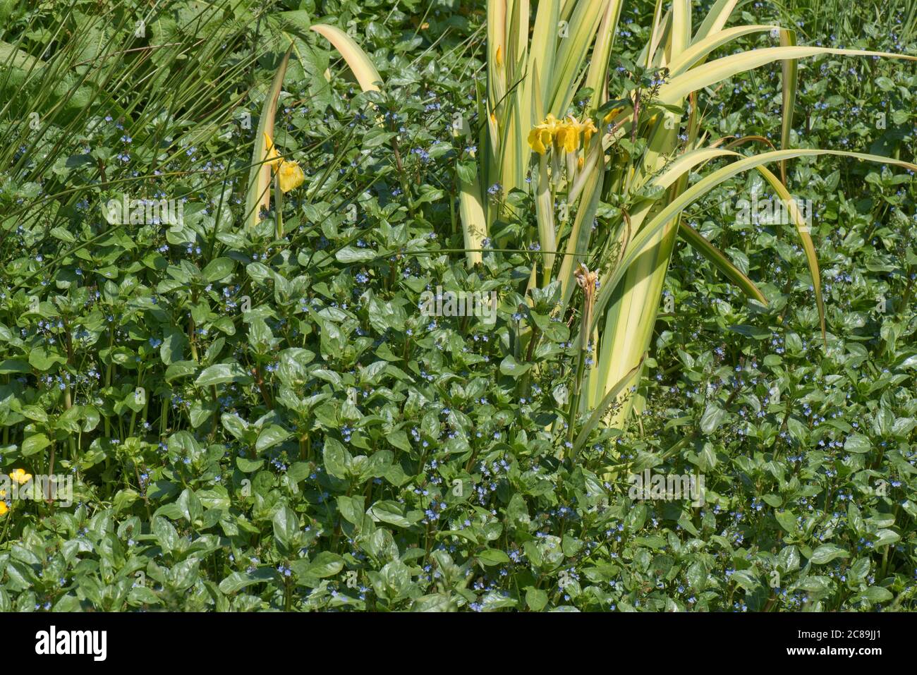 European speedwell o brooklime (Veronica beccubunga) con altre piante acquatiche marginali in un campo naturale primavera, Berkshire, maggio Foto Stock