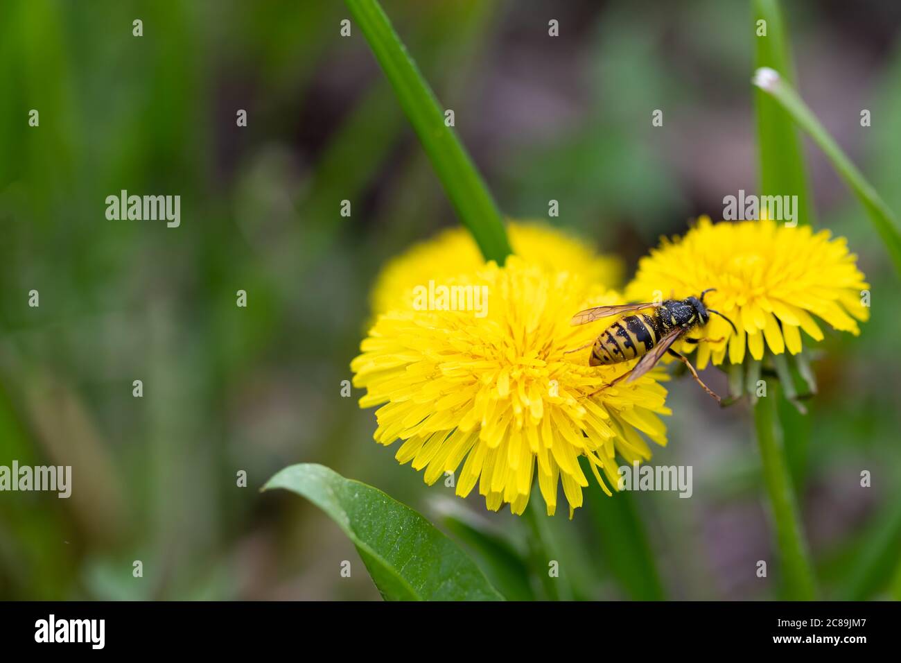 Ape selvatica raccolta miele da fiore di dente di leone, macro Foto Stock