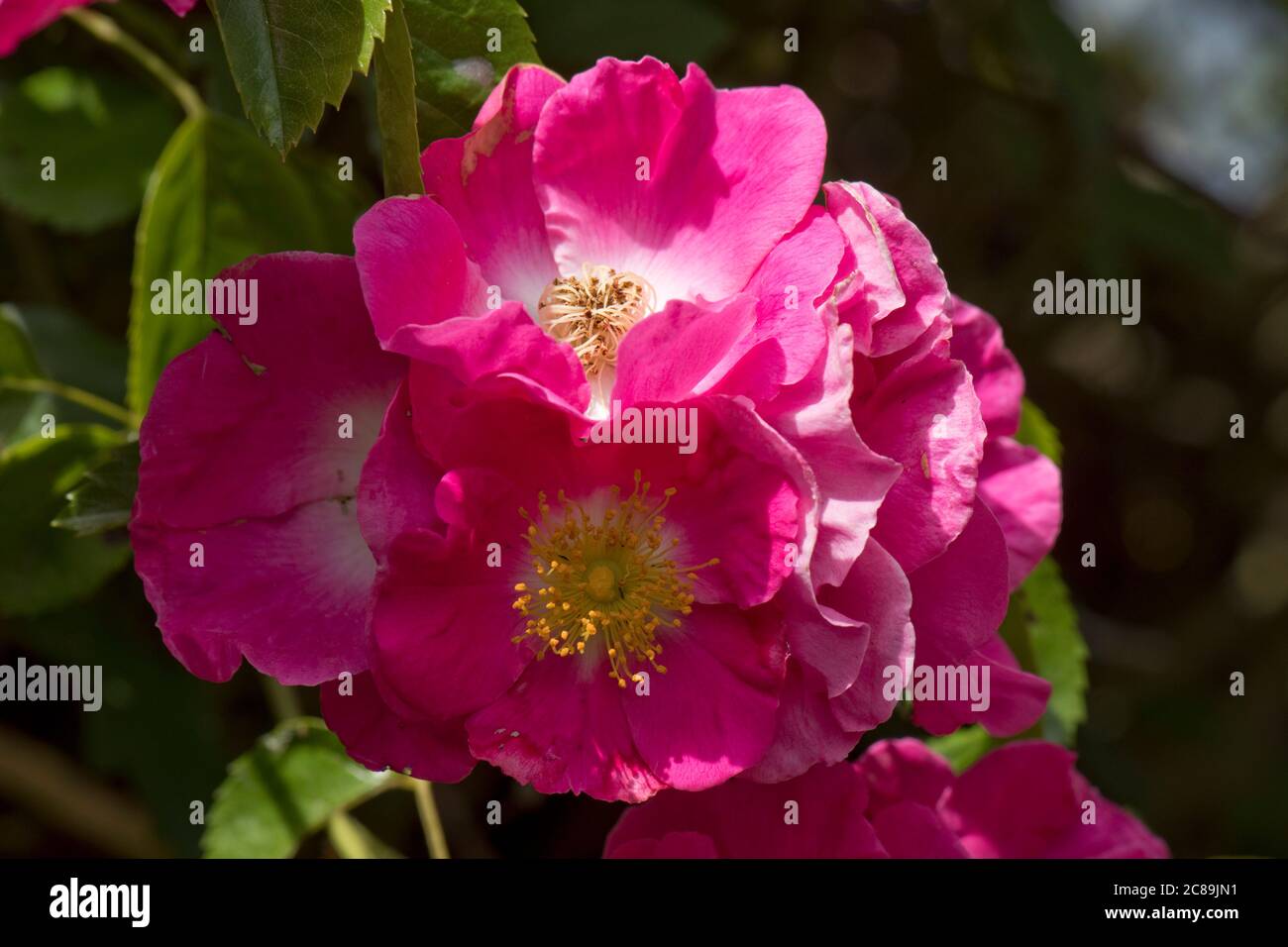 Fiori prolifici rosa brillante di rosa rampicante 'pilastro americano' che si accrescono su un arco di rosa alla luce del sole, Berkshire, giugno Foto Stock