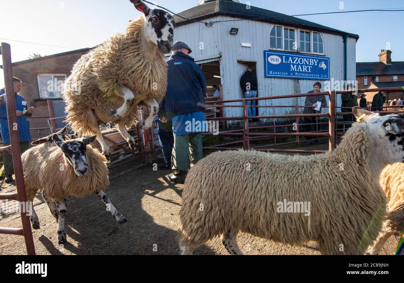 Vendita di pecore mule, Lazonby bestiame asta mercato, Lazonby, Cumbria. Foto Stock