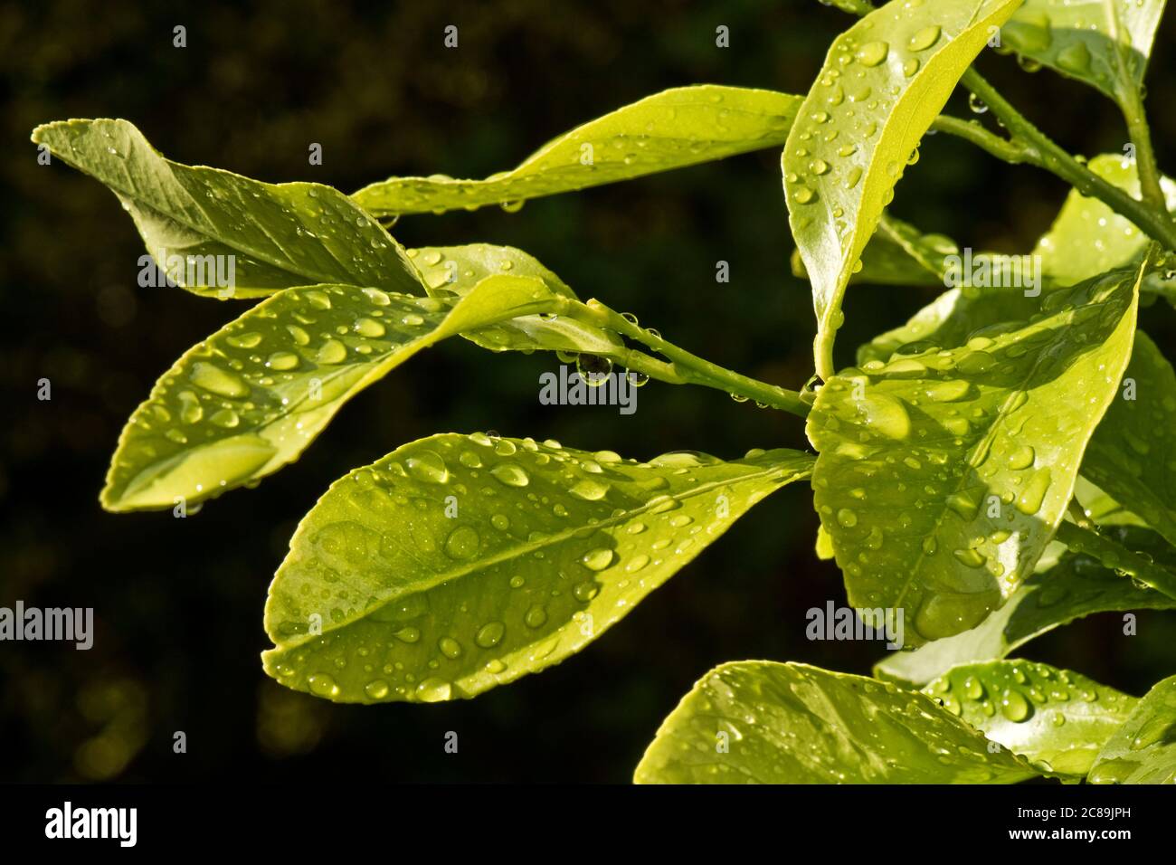 Pioggia cade nel sole su foglie giovani di un limone (Citrus limon) albero dopo una doccia forte pioggia, Berkshire, giugno Foto Stock