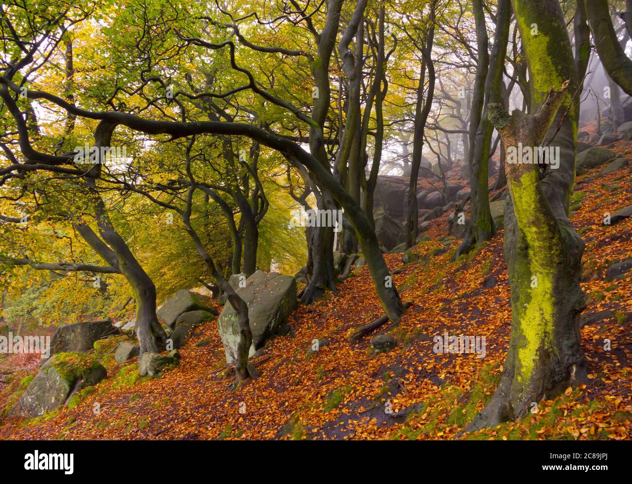 Alberi in autunno nebbia in bosco sotto i Roaches vicino a Leek nella zona di Staffordshire Moorlands del Peak District National Park Inghilterra UK Foto Stock