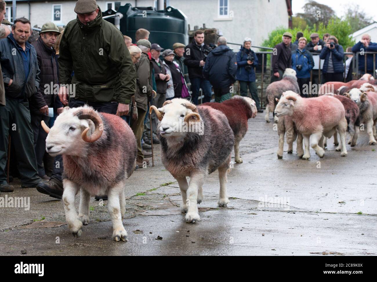 Cilindri di giudizio. Broughton in Furness vendita di Herdwick Sheep, Cumbria, Foto Stock