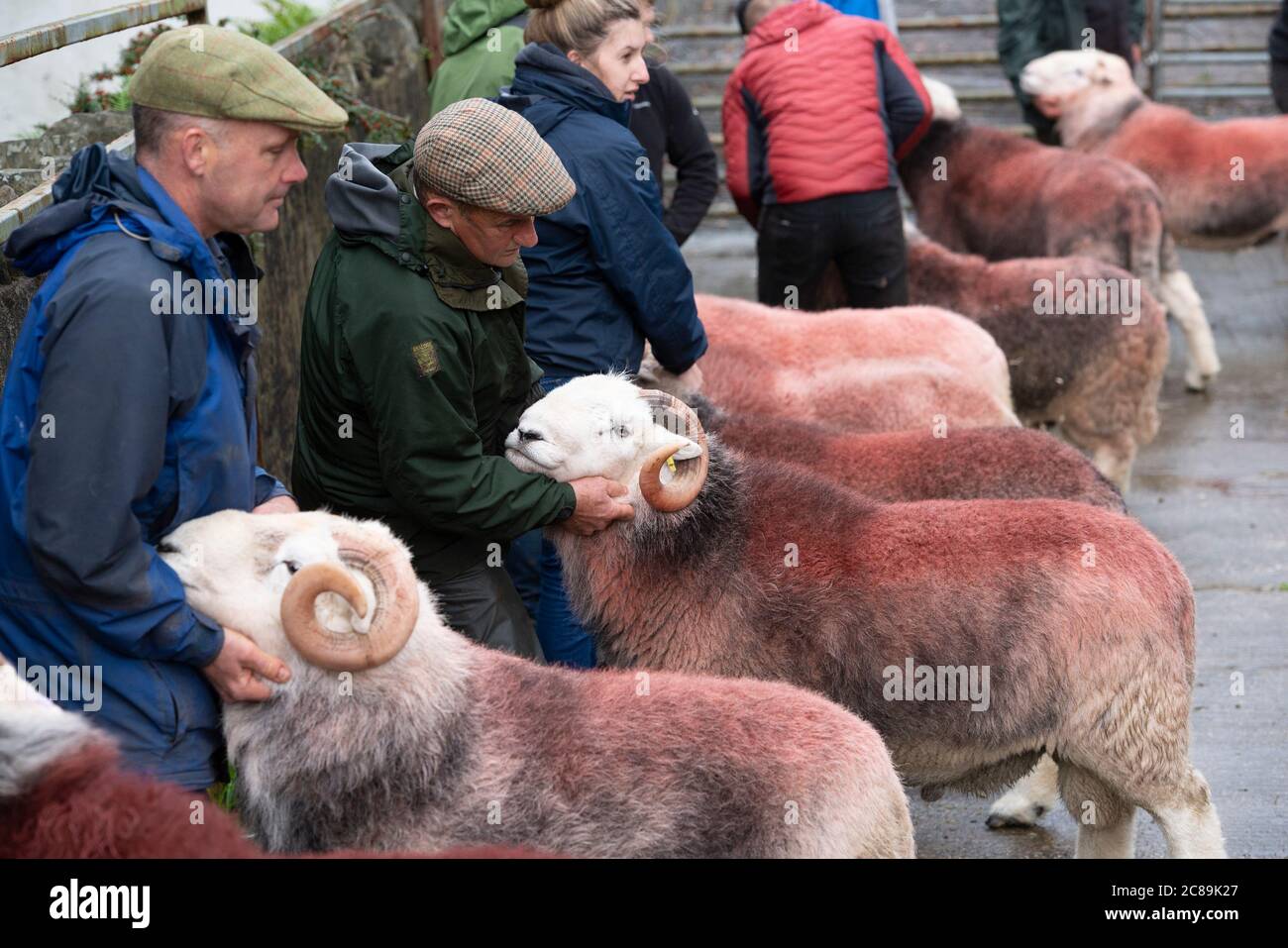 Cilindri di giudizio. Broughton in Furness vendita di Herdwick Sheep, Cumbria, Foto Stock