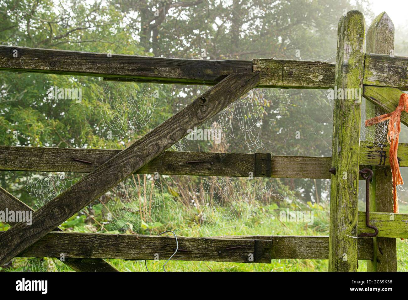 Ciottwebs su un cancello, Whitewell, Clitheroe, Lancashire. Foto Stock