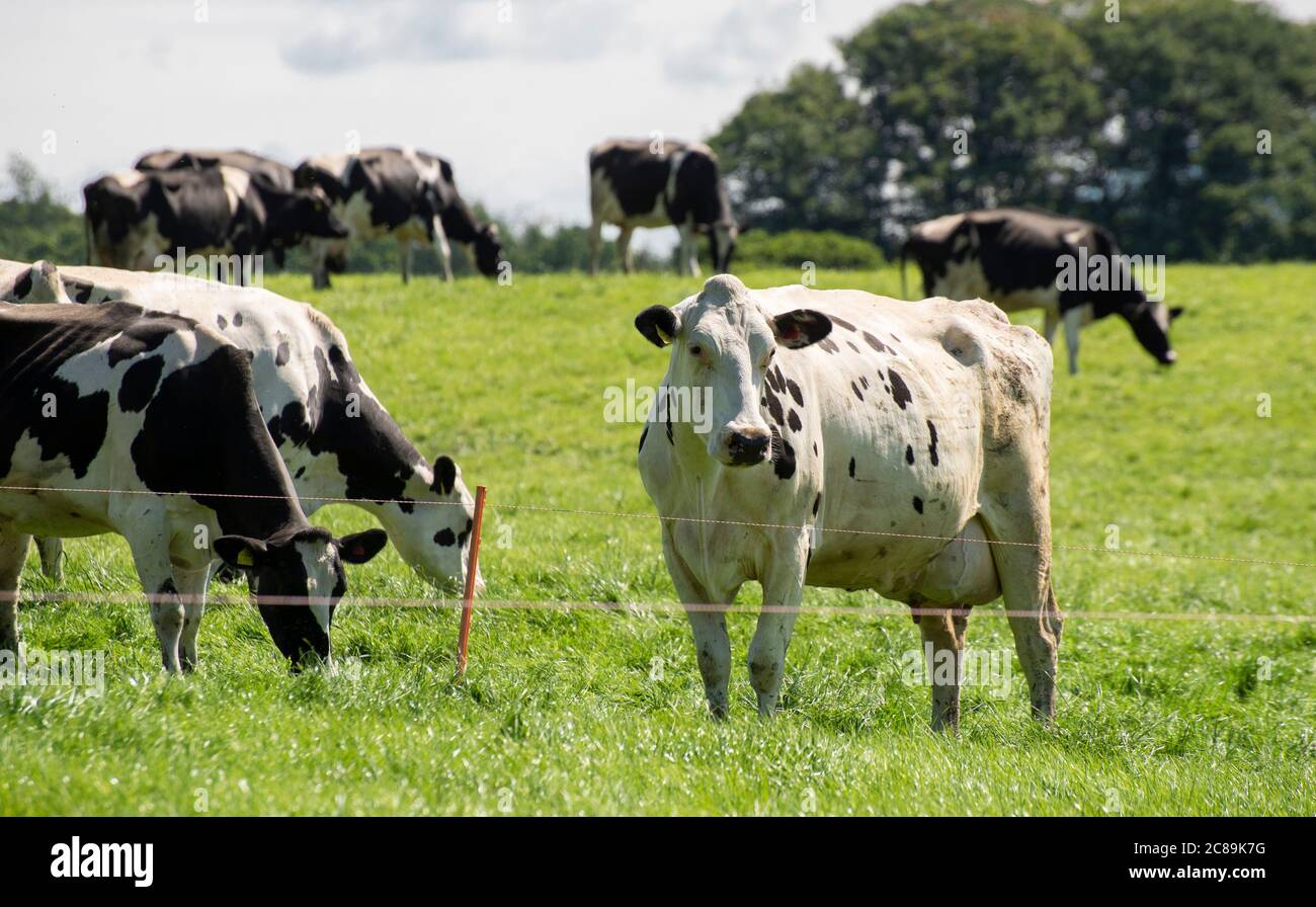 Holstein mucche da latte pascolando, Chipping, Preston, Lancashire.UK Foto Stock