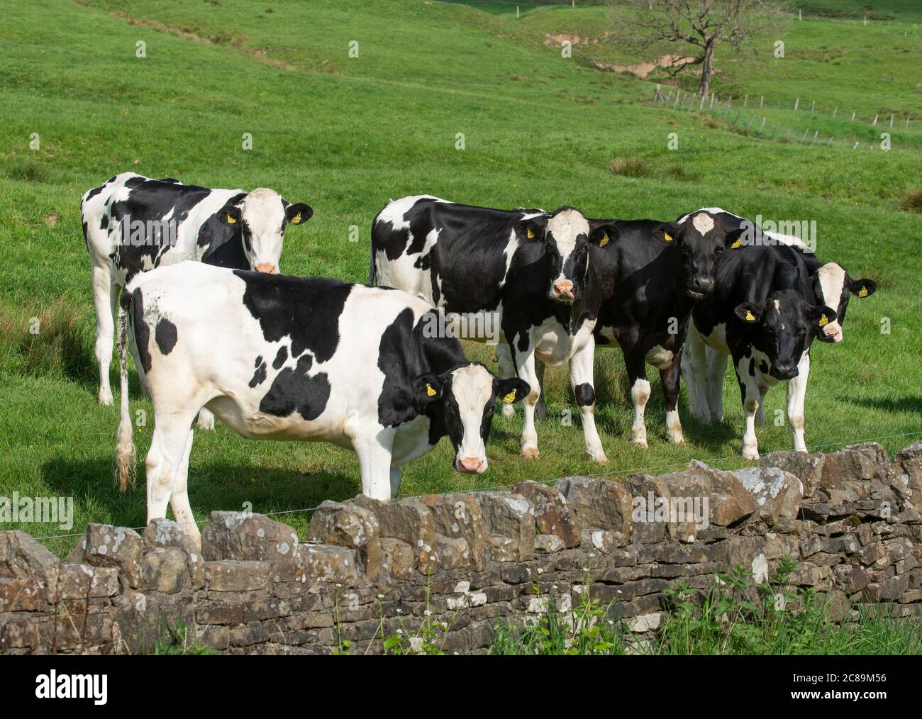 Le giovenche di Holstein, il ponte di Dunsop, Clitheroe, Lancashire. Foto Stock