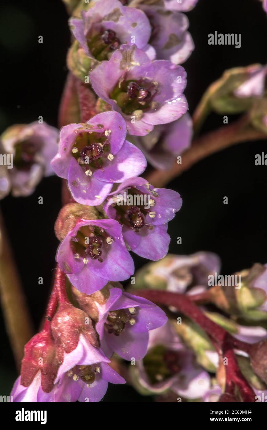 Fiori di tè siberiano (crassifolia di Bergenia) Foto Stock