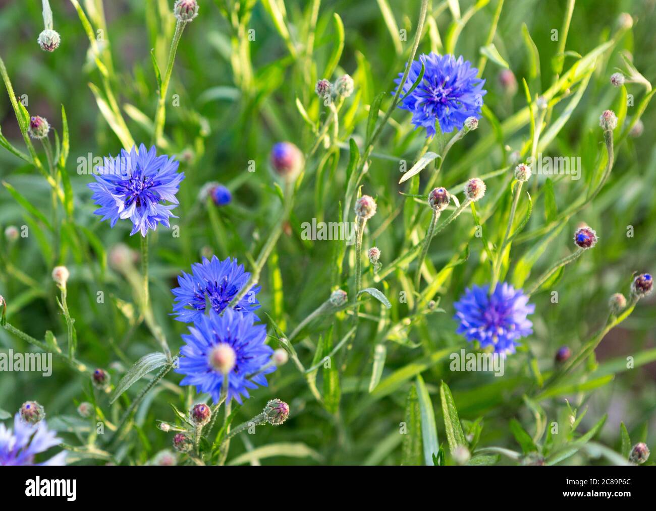 Corn flower, Centaurea cyanus, Asteraceae. Corn flower Herb o bachelor fiore pulsante in giardino. Foto Stock