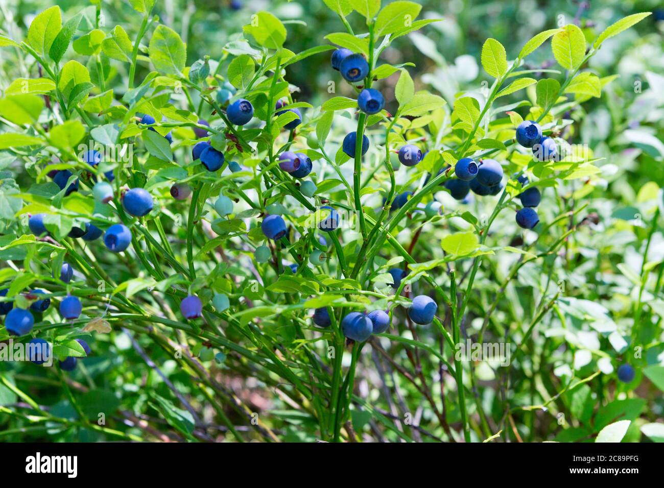 Selvatica fresco macchia di mirtillo organico nella foresta. Pianta di mirtillo che cresce naturalmente. Huckleberry, (Russia Nord-Occidentale) Foto Stock