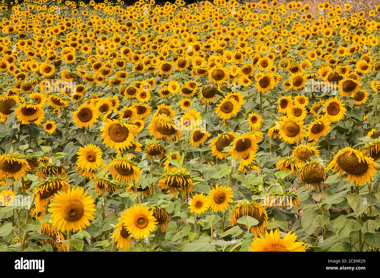 Girasole, Helianthus, UN campo di girasoli vicino Sandeep nella Dordogna, Francia Foto Stock