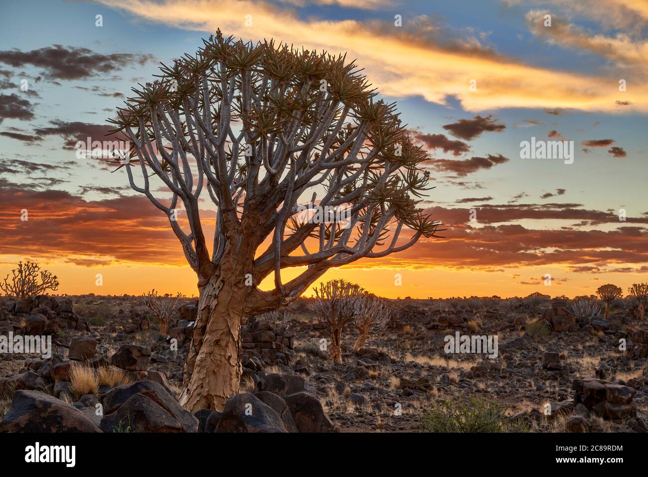 Sun impostata a Quiver tree forest, Aloe dichotoma, Azienda Agricola Garas, Mesosaurus Sito fossile, Keetmanshoop, Namibia, Africa Foto Stock