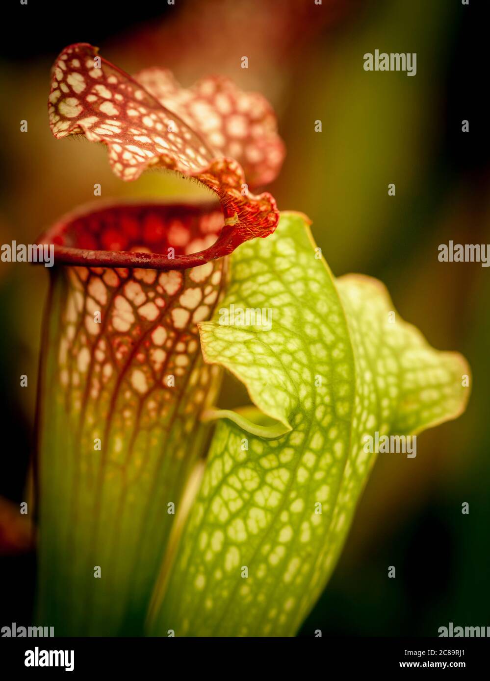 Pitcher, Nepenthes, Carniverous Pitcher pianta primo piano. Foto Stock