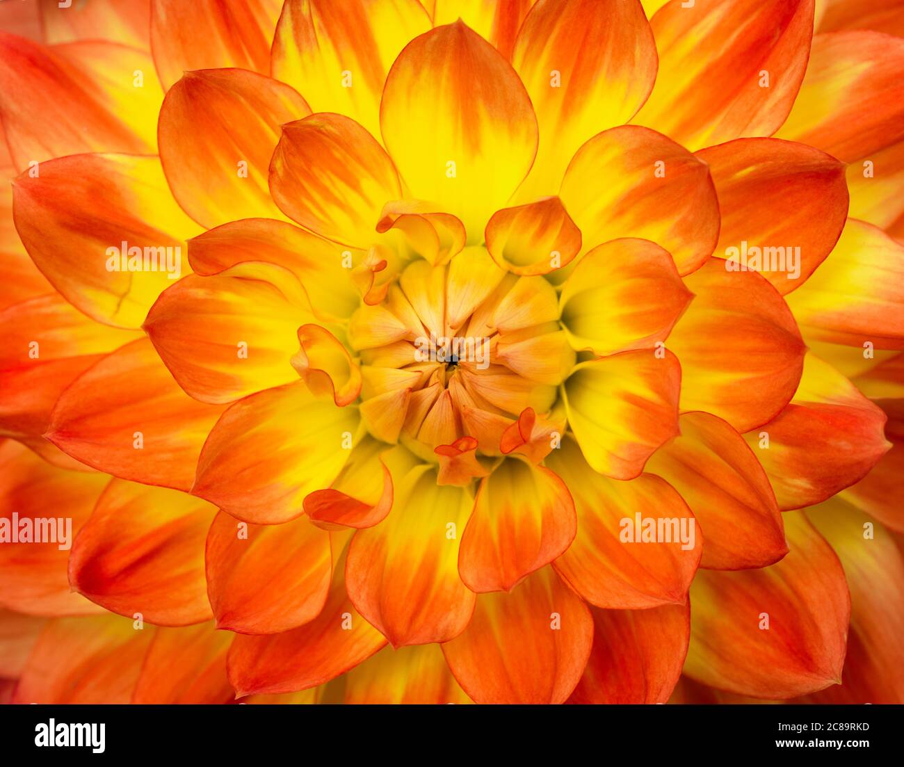 Dahlia, Comositae, primo piano di un cuore di una Dahlia impeccabile. Foto Stock