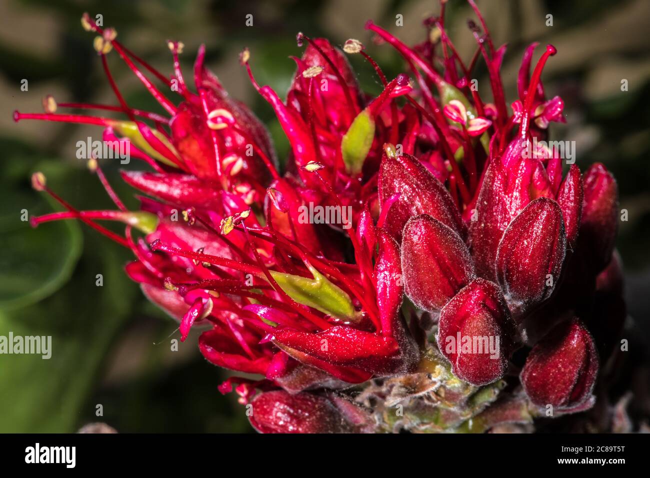 Fiore di fagioli di fagiolo piangenti (Schotia brachypetala) Foto Stock