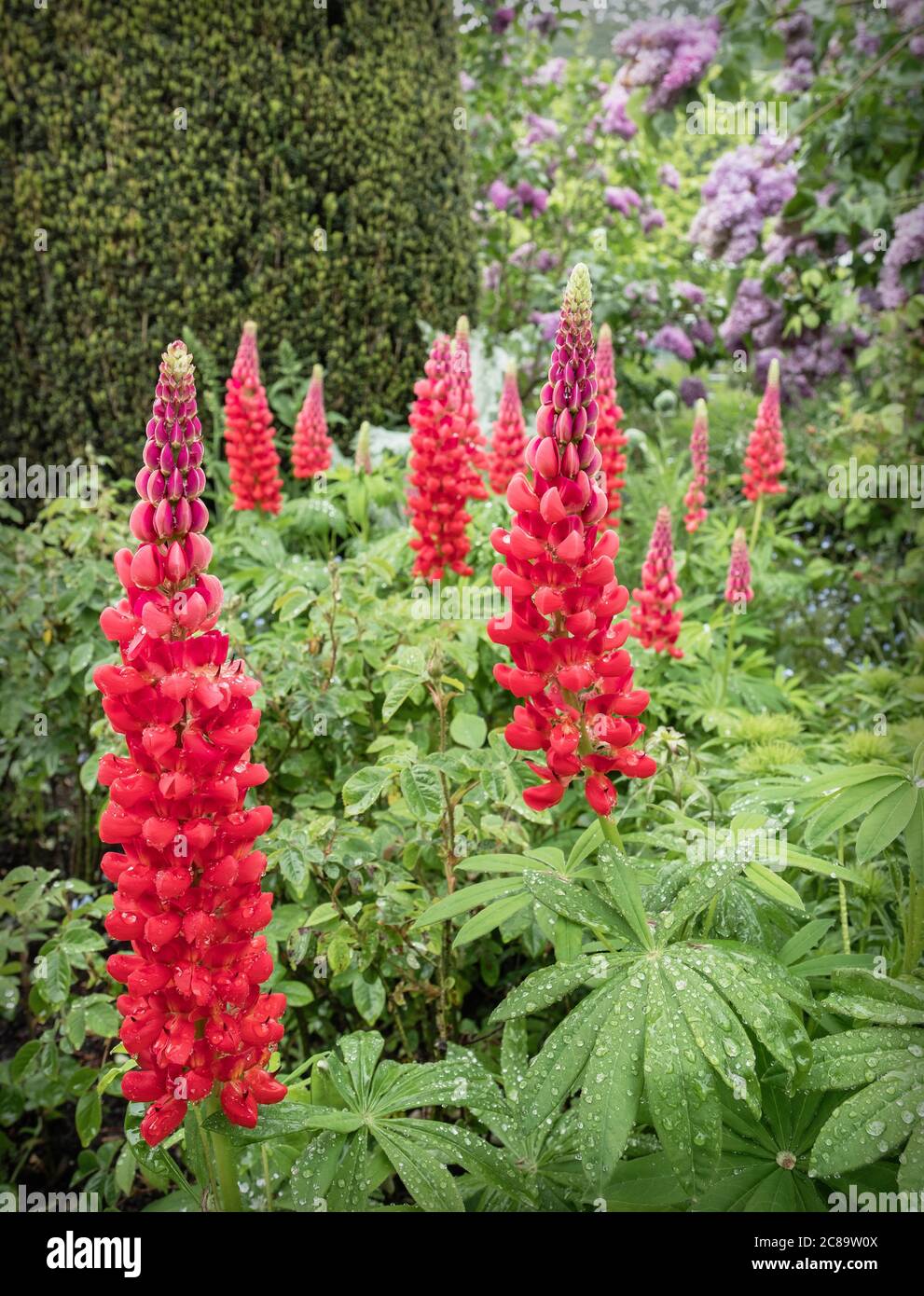 Lupin, Lupin, fiori rossi in piena fioritura dopo una doccia di pioggia. Foto Stock