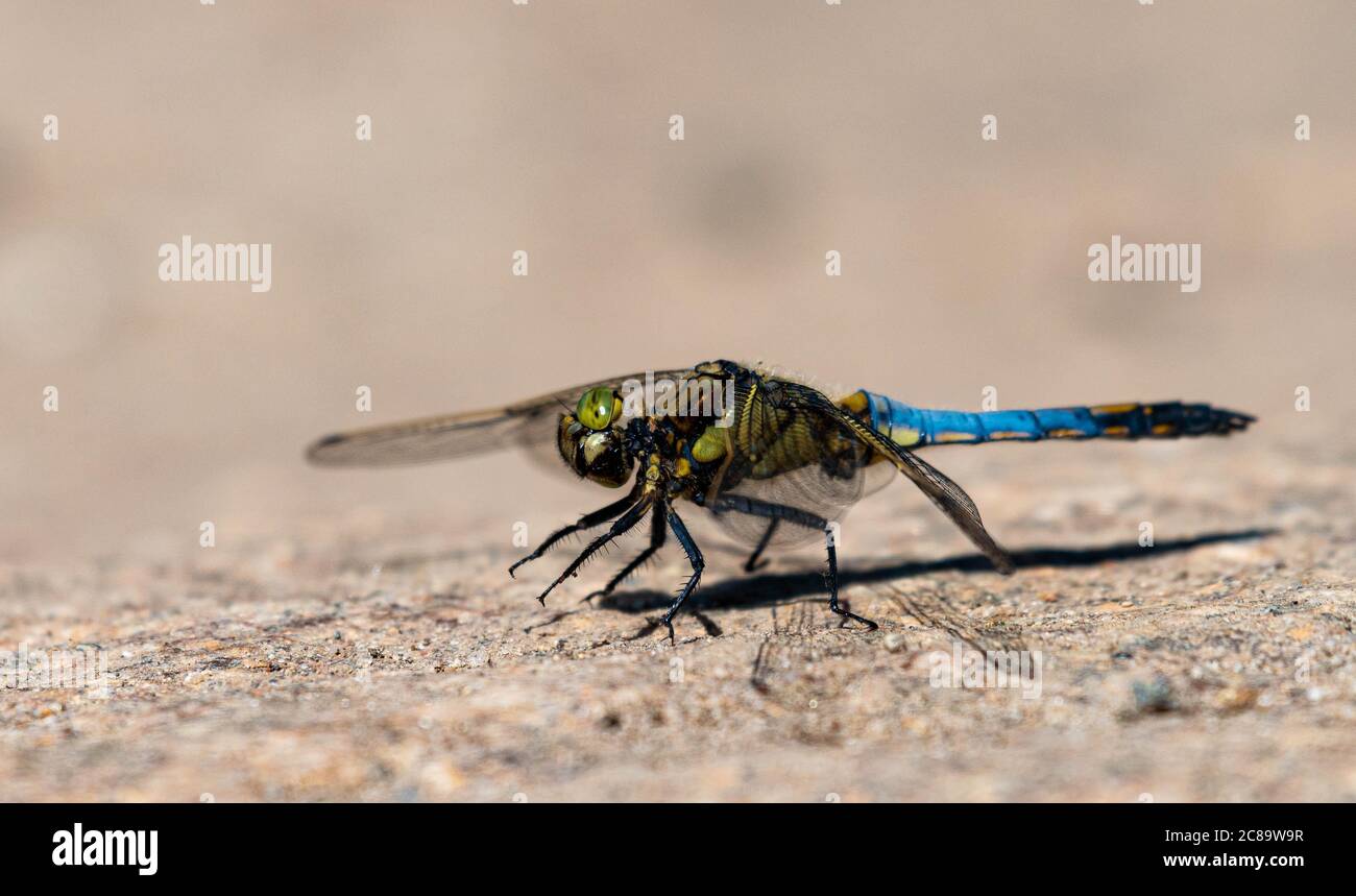 dragonfly seduto su una roccia Foto Stock