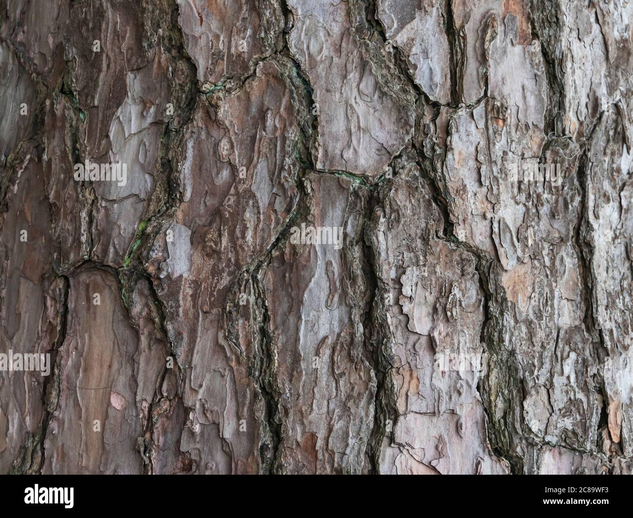 grande, struttura di sfondo abbaio di albero, primo piano Foto Stock