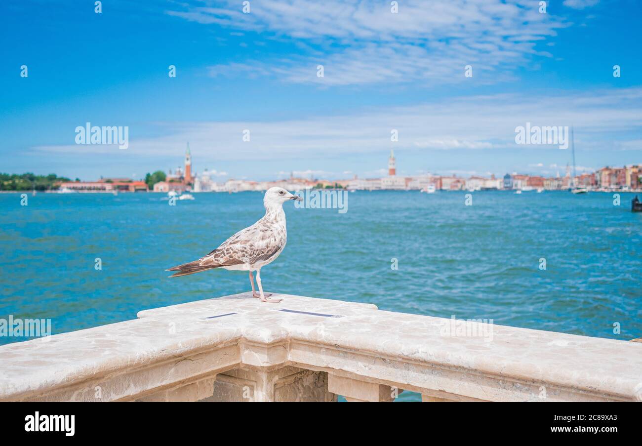 Primo piano di un uccello bianco seduto su una recinzione di marmo a Venezia, Italia Foto Stock