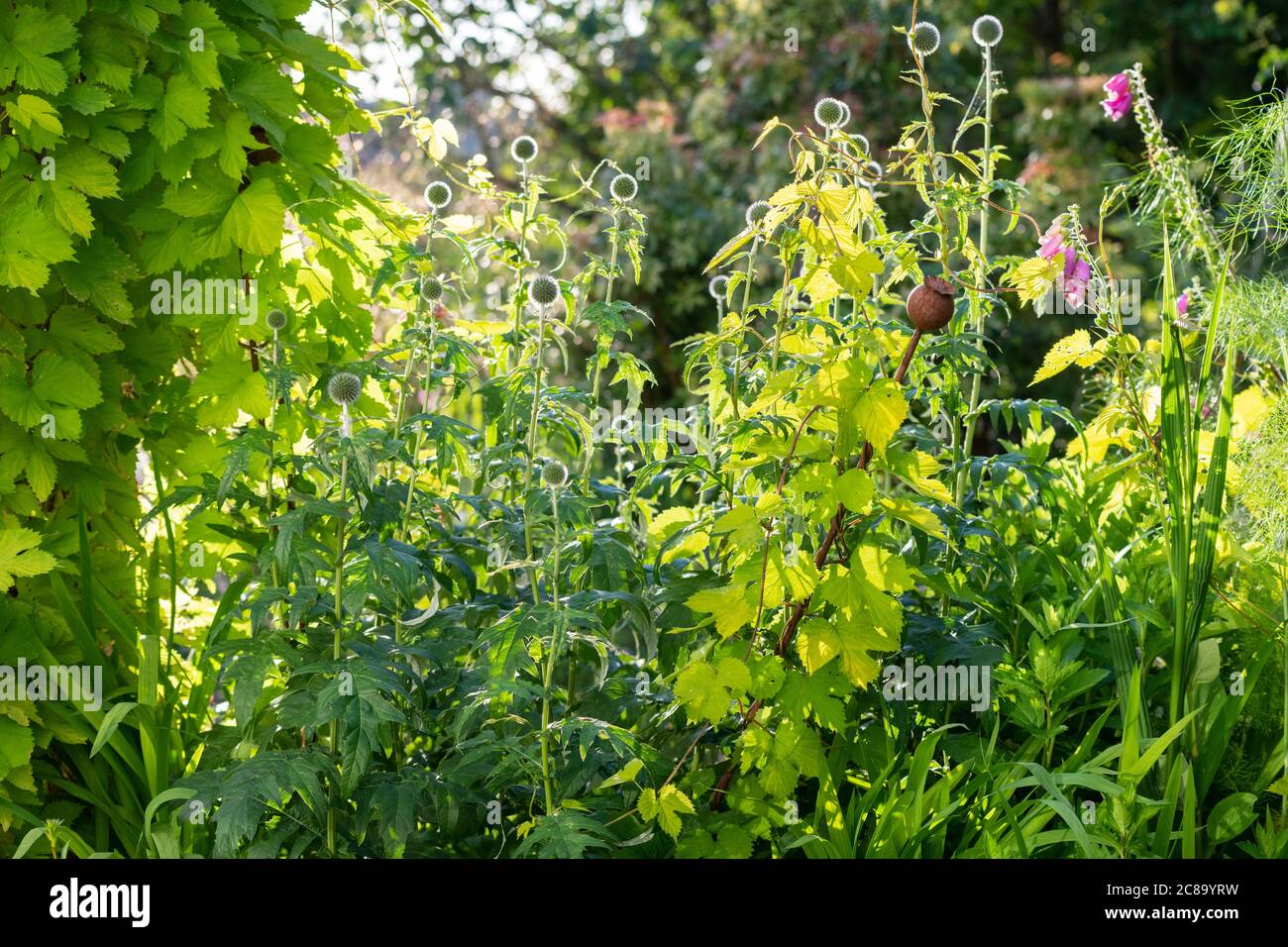 Humulus lupus 'Aureus' luppolo dorato che si estende dall'arco di trellis a sinistra della foto in un confine (in piante di echinops) attraverso rizomi sotterranei - Regno Unito Foto Stock Humulus lupus 'Aureus' luppolo dorato che si estende dall'arco di trellis a sinistra della foto in un confine (in piante di echinops) attraverso rizomi sotterranei - Regno Unito Foto Stock