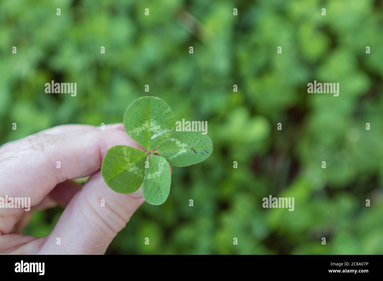 Primo piano della mano che tiene quattro foglie di trifoglio con sfondo sfocato del campo di trifoglio Foto Stock