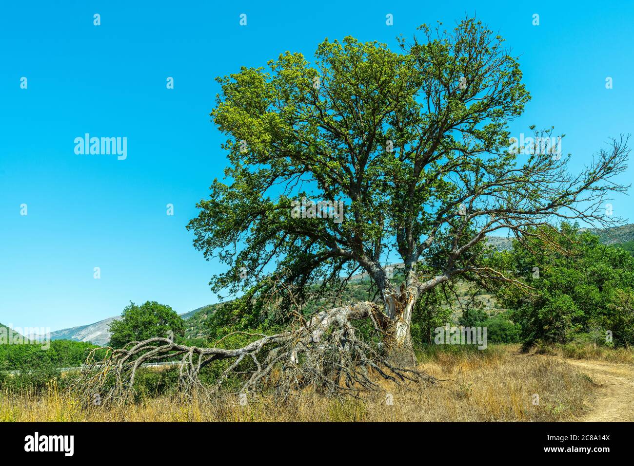 Quercia isolata spaccata nel campo Foto Stock