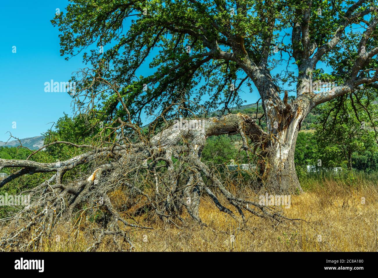 Quercia isolata spaccata nel campo Foto Stock