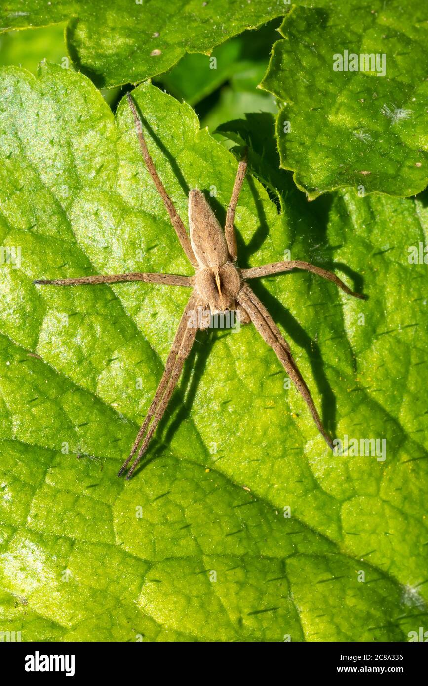 Pisaurina mira (nursery web ragno) una foto comune di scorta di insetti giardino e prato Foto Stock