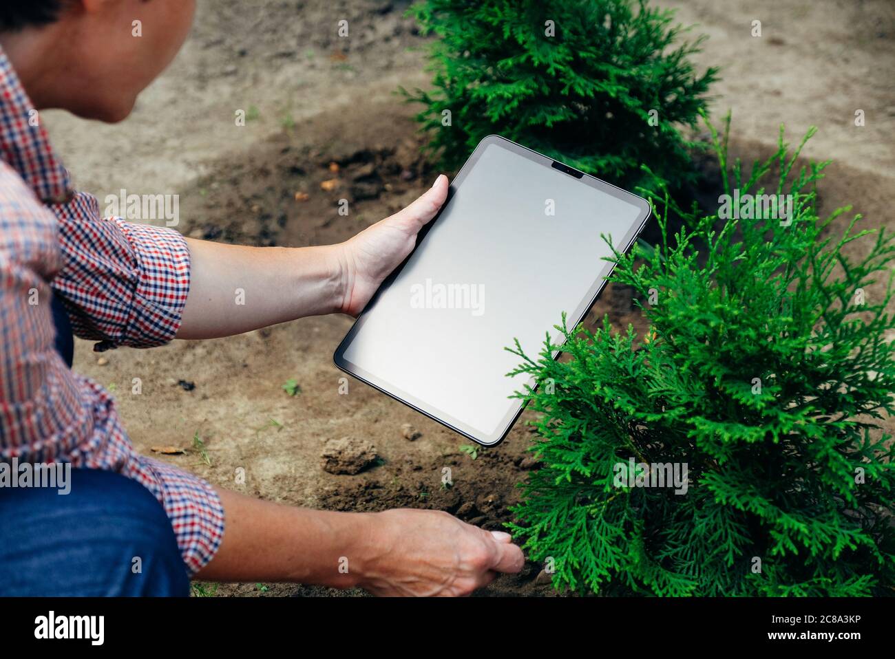 Donna giardiniere utilizzando il computer tablet digitale nel suo giardino, controllare le informazioni online sulla crescita thuja albero Foto Stock