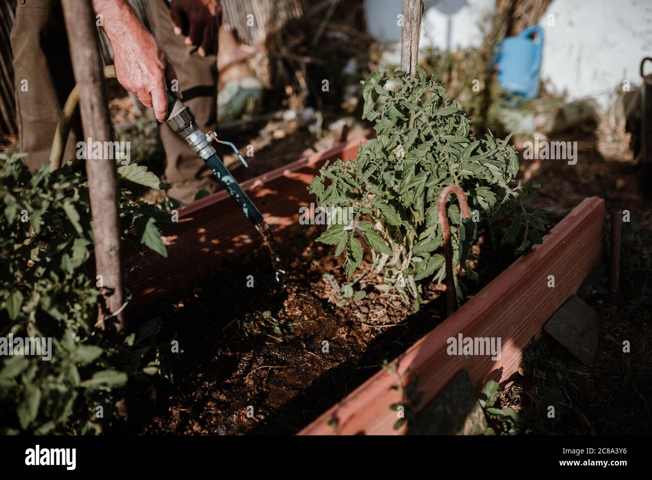 Sessione fotografica di un coltivatore che coltiva cibo biologico nel suo giardino. Foto Stock