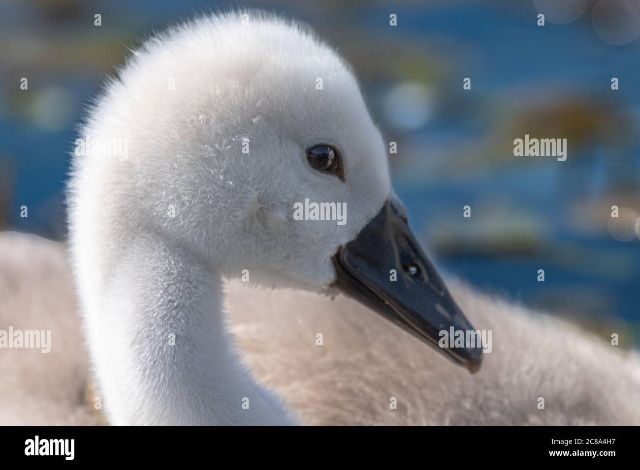 cigno del bambino, cygnus cygnus in acqua Foto Stock