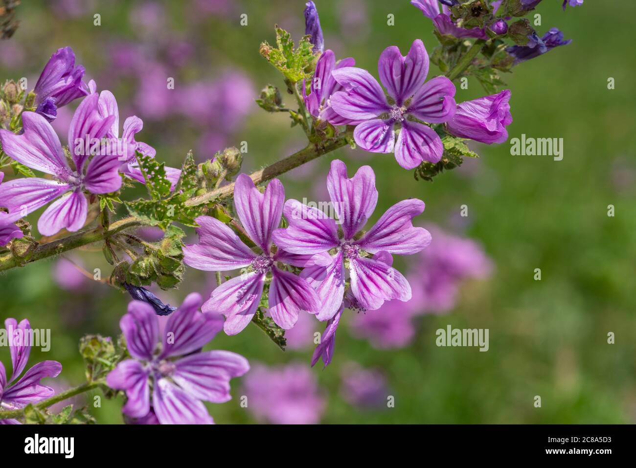 Primo piano di fiori comuni di mallow (malva sylvestris) in fiore Foto Stock
