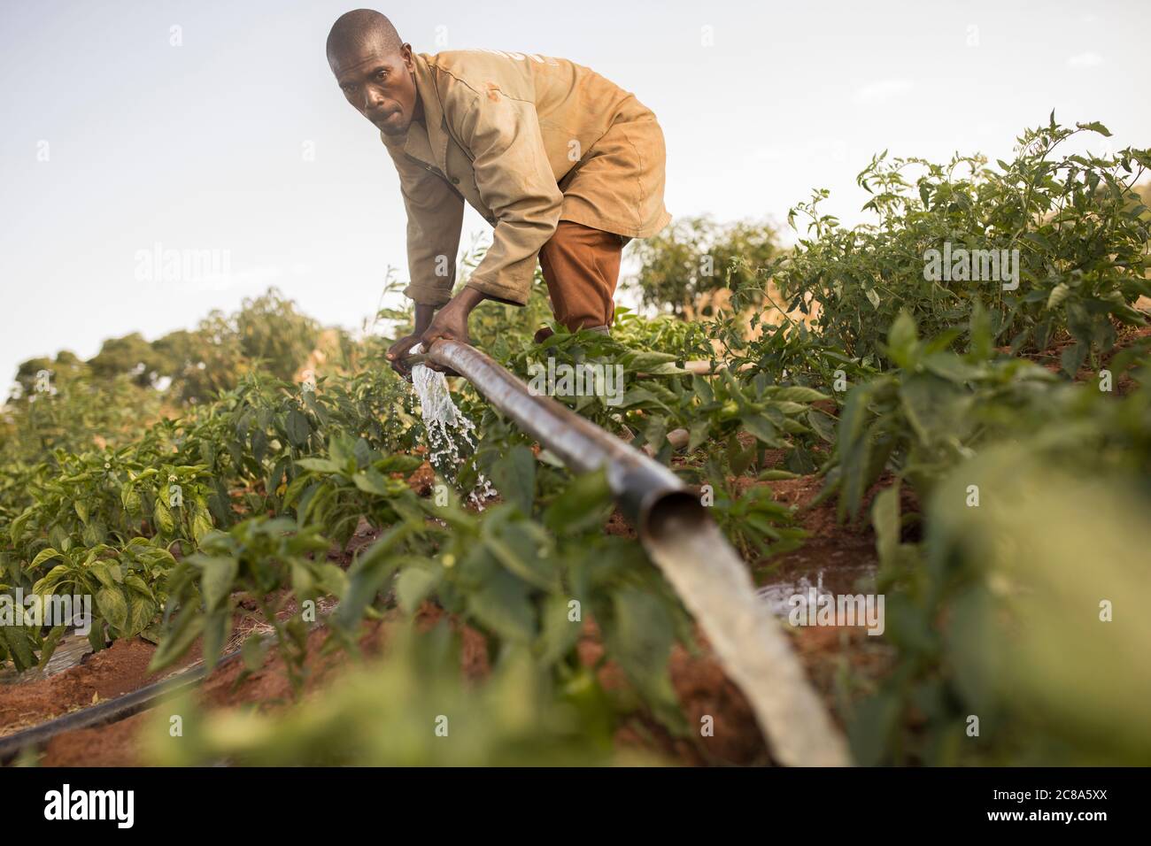 Un agricoltore irriga i suoi raccolti utilizzando una pompa e tubi alimentati da un generatore nella contea di Makueni, Kenya, Africa. Foto Stock