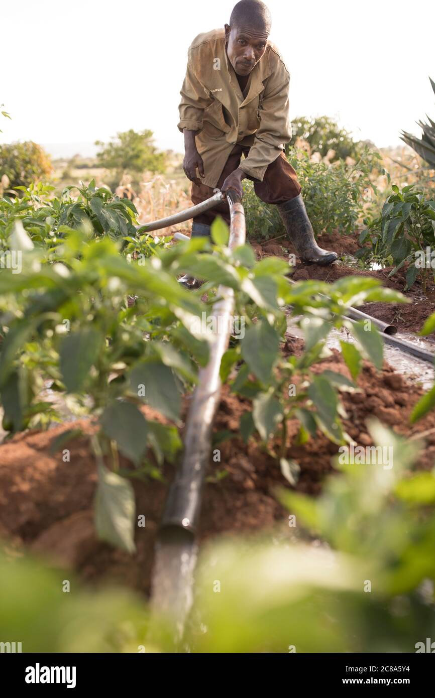 Un agricoltore irriga i suoi raccolti utilizzando una pompa e tubi alimentati da un generatore nella contea di Makueni, Kenya, Africa. Foto Stock