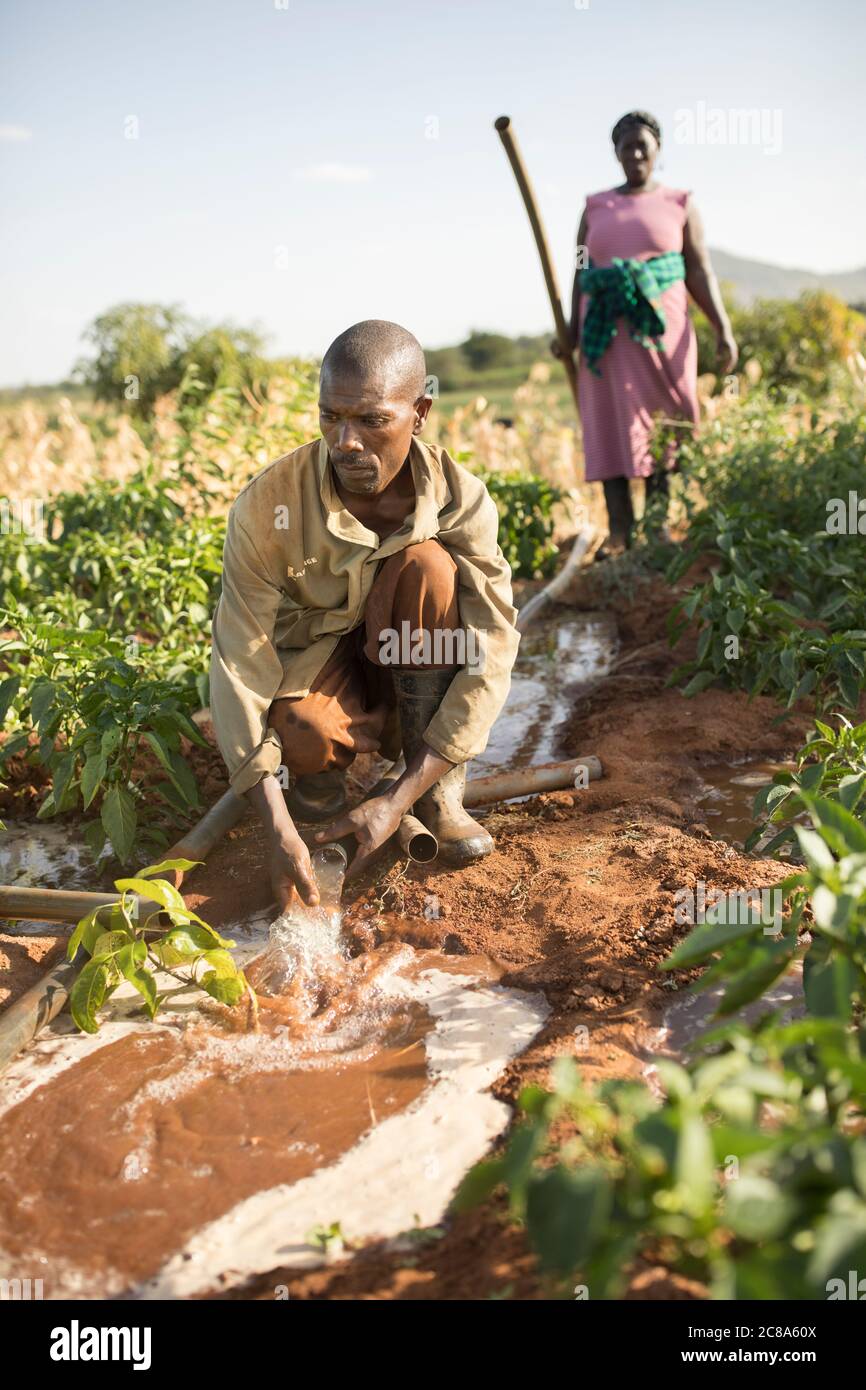 Un agricoltore irriga i suoi raccolti utilizzando una pompa e tubi alimentati da un generatore nella contea di Makueni, Kenya, Africa. Foto Stock