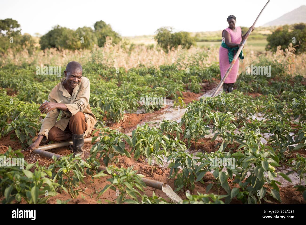 Un agricoltore irriga i suoi raccolti utilizzando una pompa e tubi alimentati da un generatore nella contea di Makueni, Kenya, Africa. Foto Stock