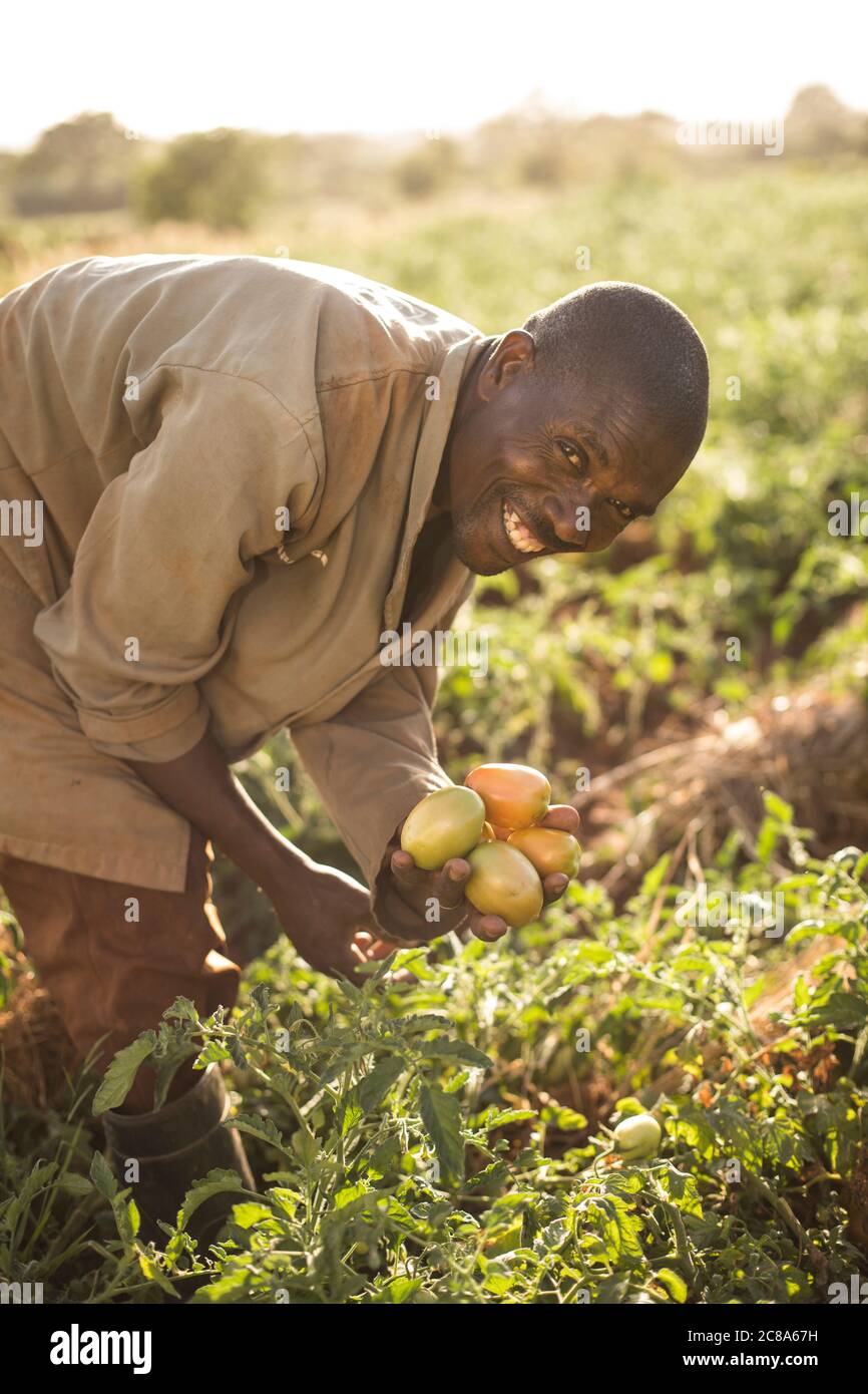 Un contadino felice raccoglie i pomodori nella sua fattoria nella contea di Makueni, Kenya. Foto Stock
